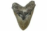 Fossil Megalodon Tooth - Huge NC Meg #328308-1